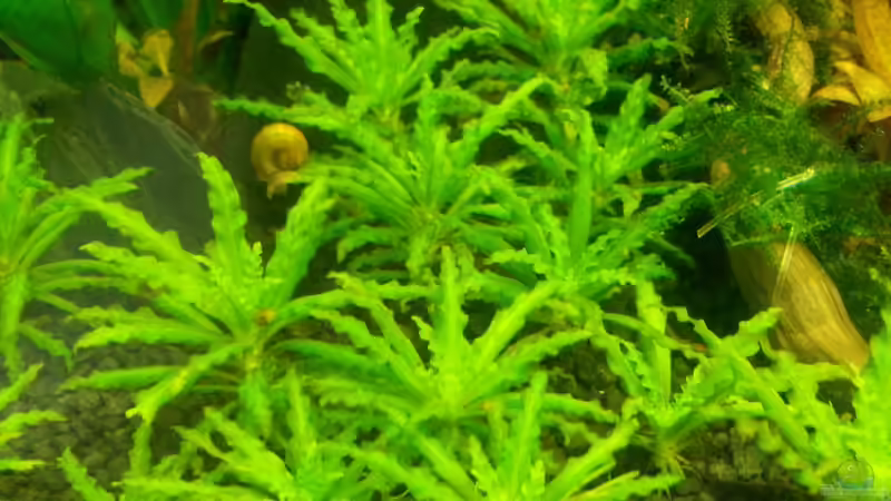 Pogostemon helferi von Marcel Witt (7)