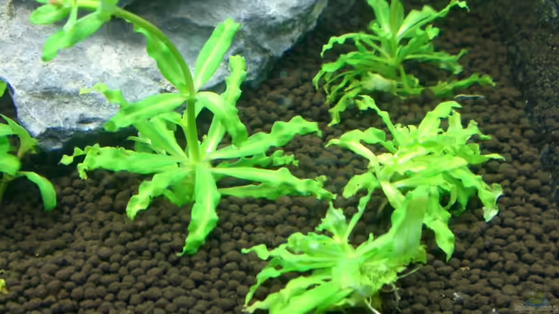 Pogostemon helferi von marspi (4)