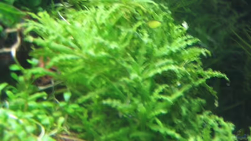 Pogostemon helferi von Nachtwächter (3)