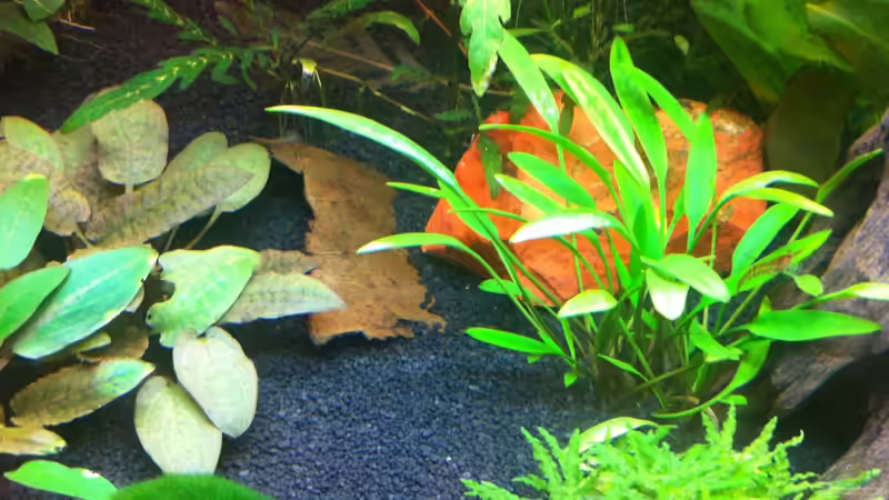 Pogostemon helferi von Nastassja&Mario T (7)