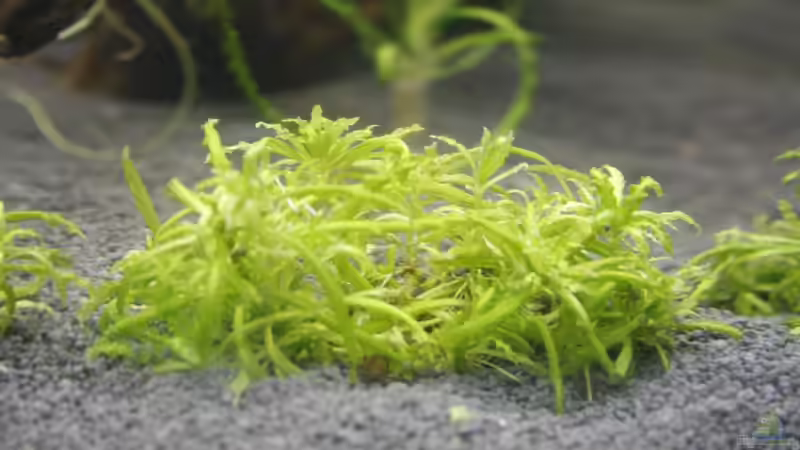 Pogostemon helferi von nola46 (27)