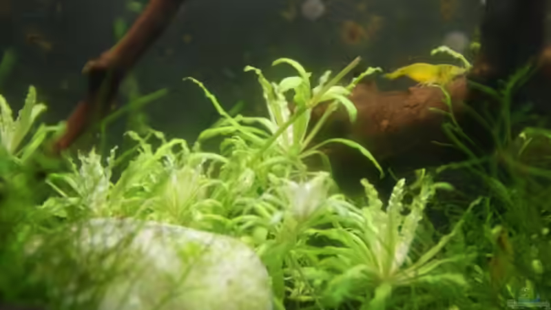 Pogostemon helferi von Paul123 (3)