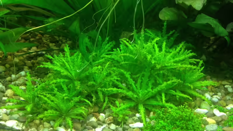 Pogostemon Helferi von Pflanzenbecken (7)