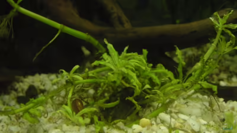 Pogostemon helferi von Philipp Schmitt (3)