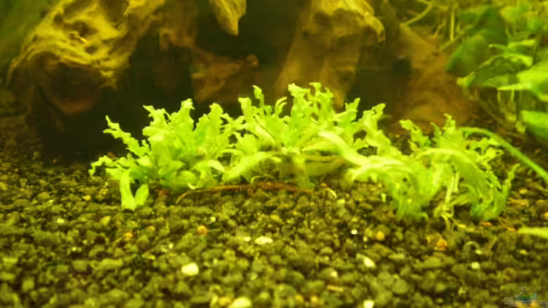 Pogostemon helferi von Ralf Horsthemke (10)