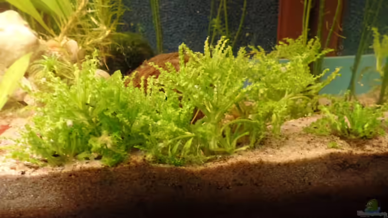 Pogostemon helferi von raubsau (30)