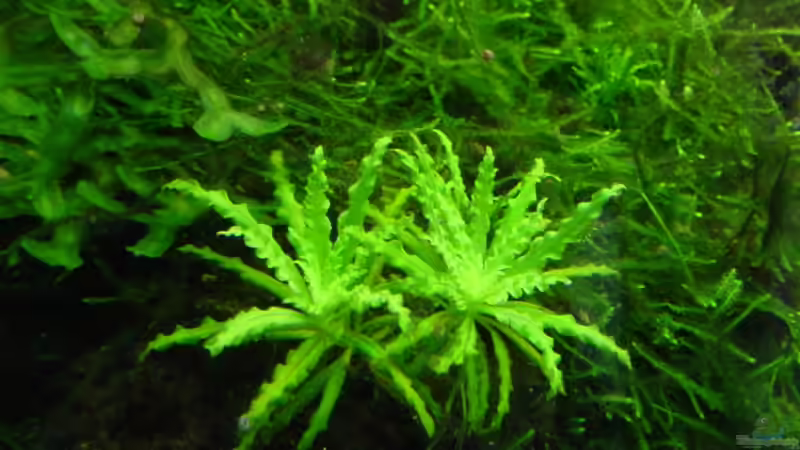 Pogostemon helferi von Sabine Stark (15)