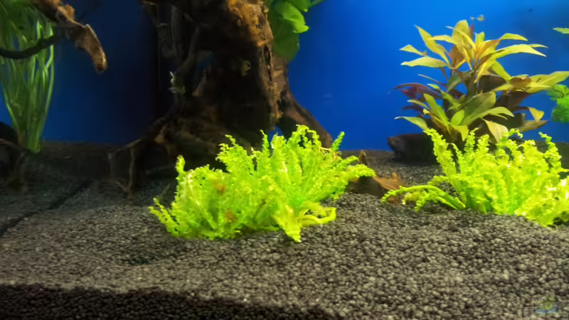 Pogostemon helferi von Shiml (4)