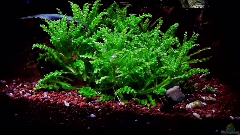 Pogostemon helferi von snooze (38)