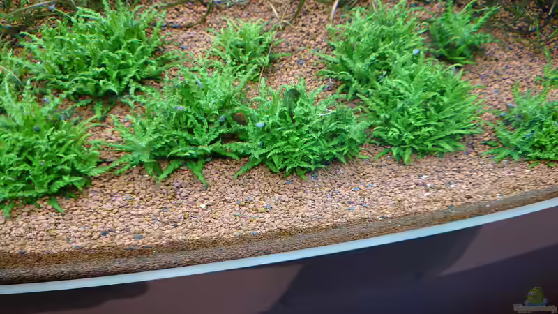 Pogostemon helferi von Stefan von Oettingen (17)