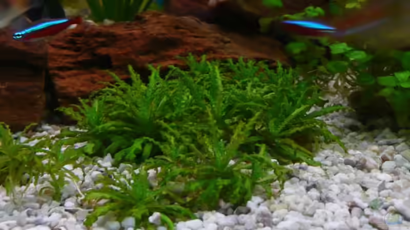 Pogostemon helferi von Sven Seidel (2)