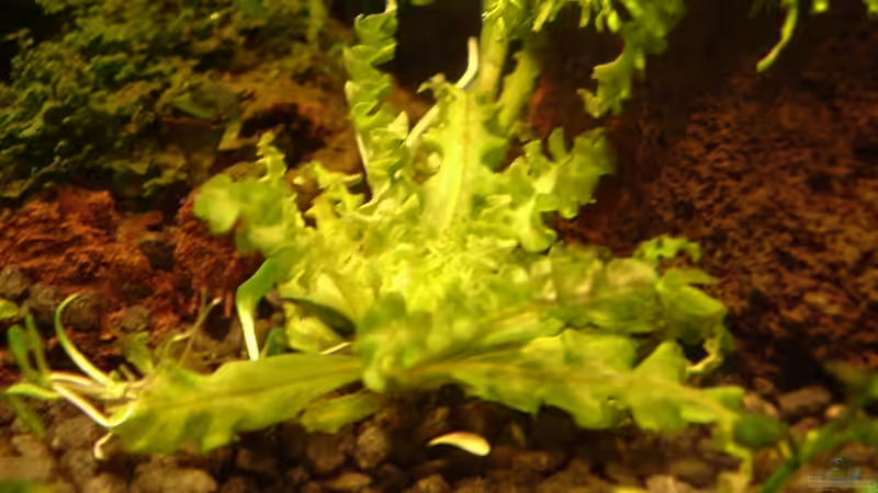 pogostemon helferi von Timo Wünsche (22)