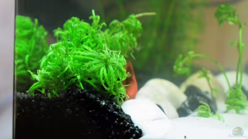 Pogostemon helferi von WSS (9)