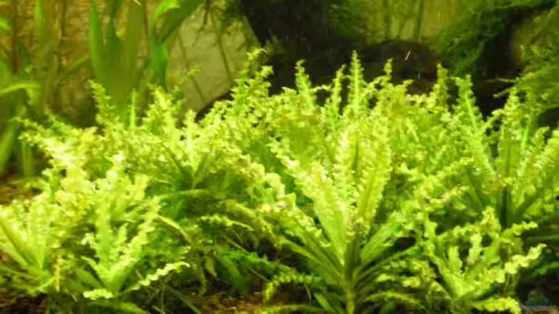 Pogostemon Helferii von CPeters (3)