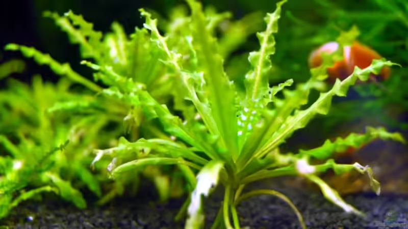 Pogostemon Helferli von BjoeHrn (6)