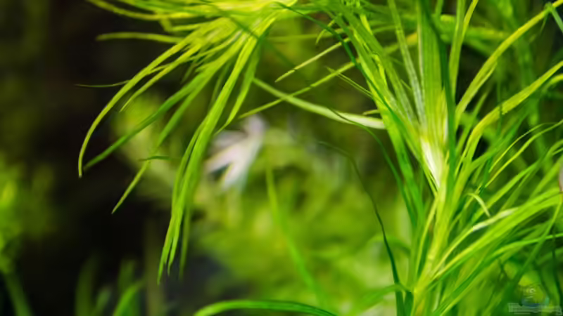 Pogostemon quadrifolius (?)  11.08.15 von Betta Chris (53)