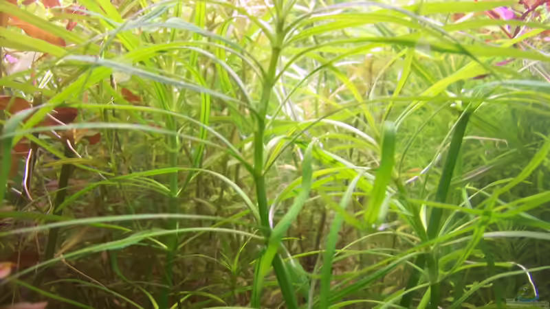 Pogostemon quadrifolius von Lotte und Hendo (31)