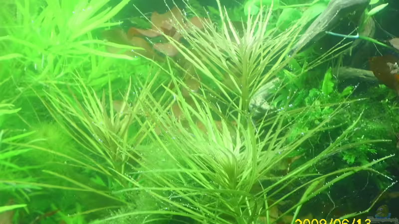 pogostemon stellata von Herbert Baier (25)