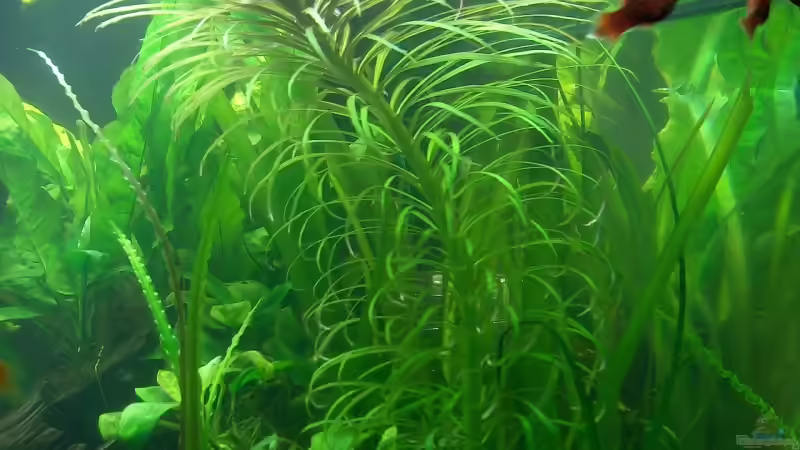 Pogostemon stellatus, Quirlblättrige Sternpflanze von Der Siems (23)