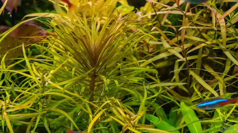 Pogostemon stellatus 02.09.15 von Betta Chris (46)