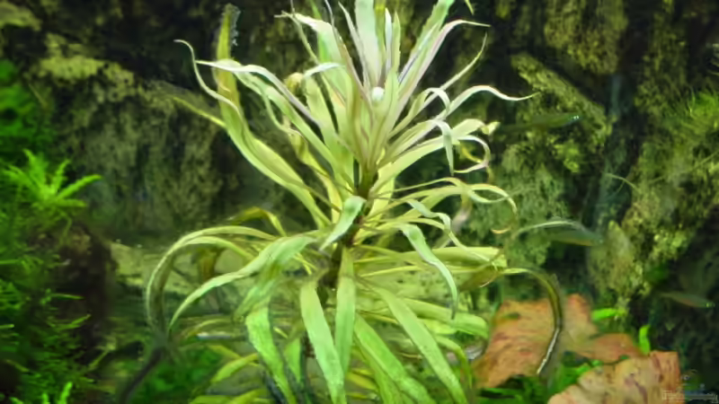 Pogostemon stellatus groß von Sabine Stark (16)