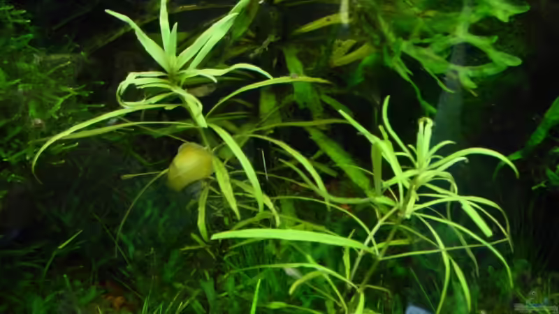 Pogostemon stellatus klein von Sabine Stark (17)