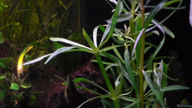 Pogostemon stellatus von Max Wolf (9)