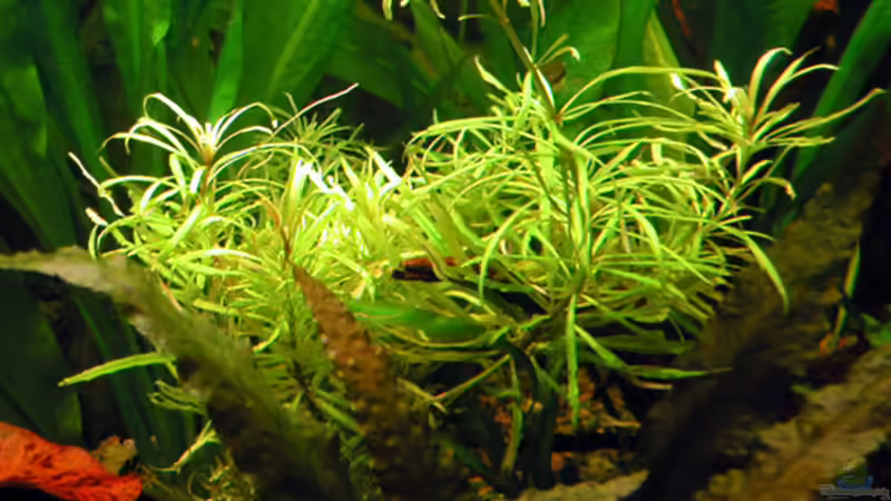 Pogostemon stellatus von Oliver Altorfer (12)