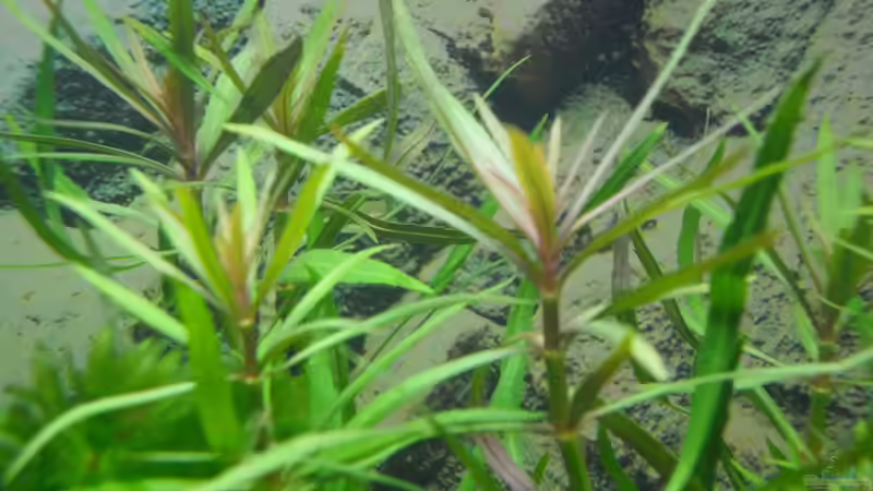 Pogostemon stellatus von Uwe M. (12)