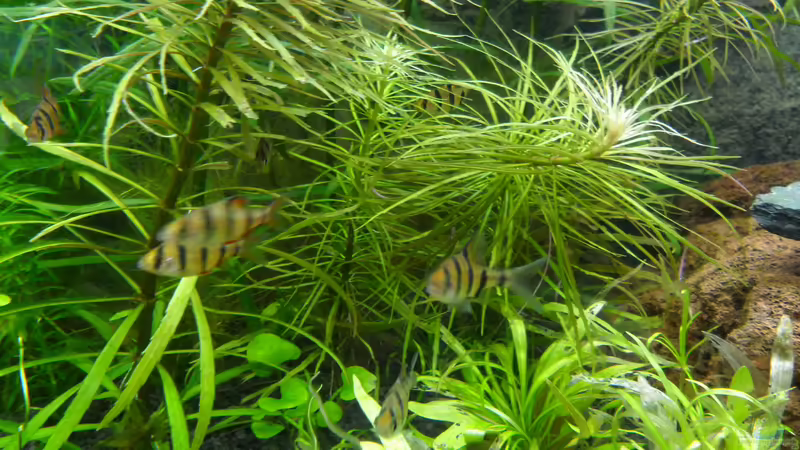 Pogostemon stellatus von Uwe M. (17)