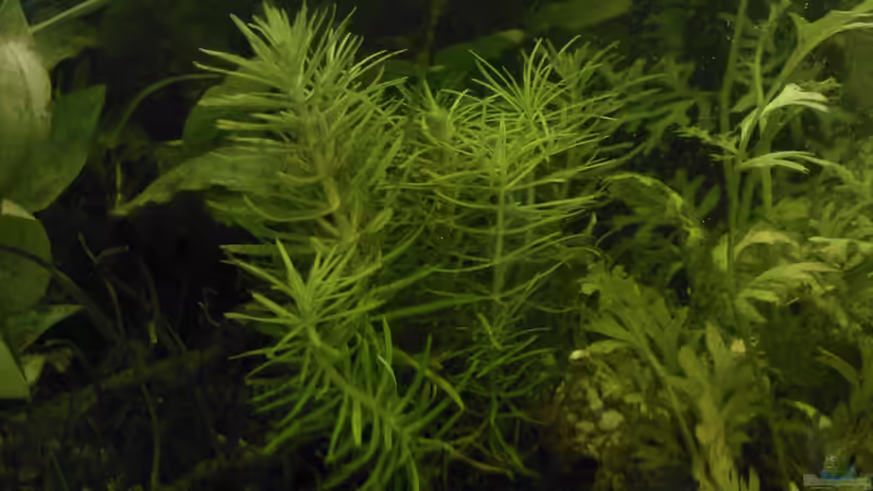 Pogostemon von mariajudyta (12)