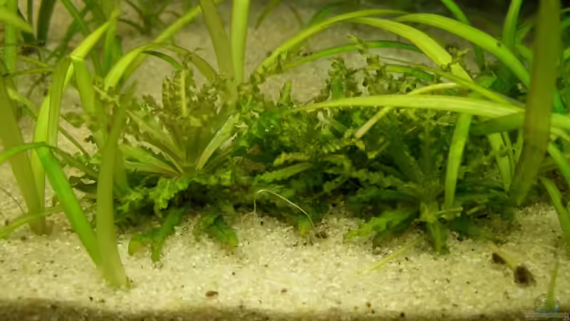 pogostemon von Marmax (18)