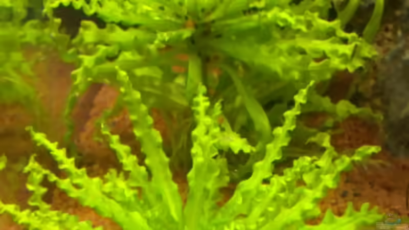 Pogostemon(helferi) von Capitan Hook (20)