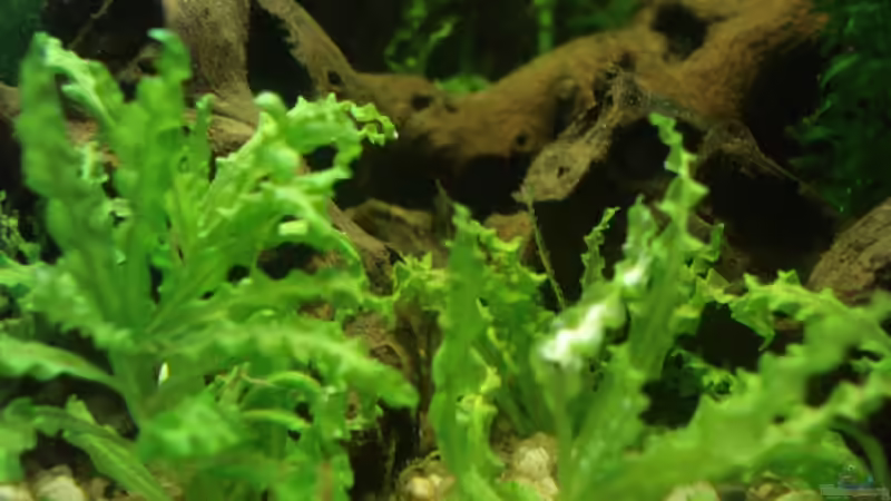 Pogostenum helferi von lunimami (4)