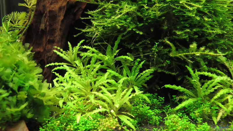 Pogostenum helferi von Sarah (8)