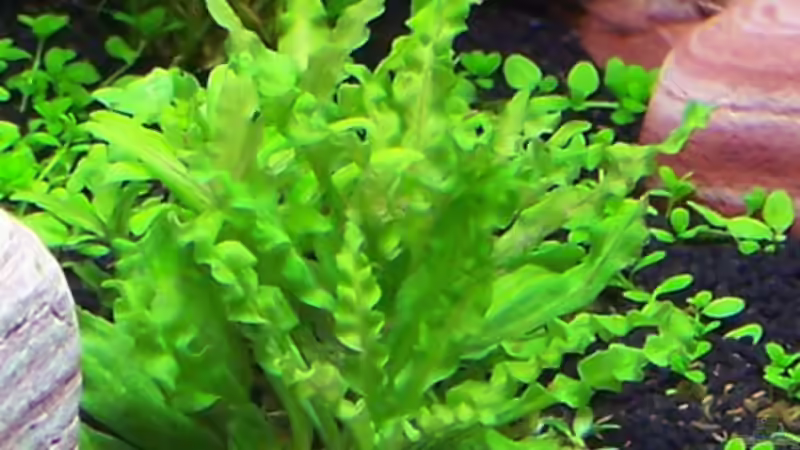 Pogostom helferi von Tamura (7)