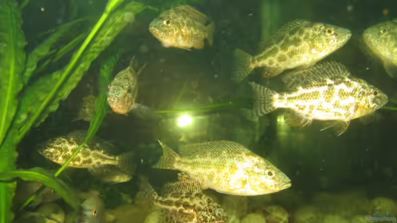 POLISTIGMA JUNGTIERE ZU VERSCHENKEN BITTE MELDEN von Marvin Michel (18)