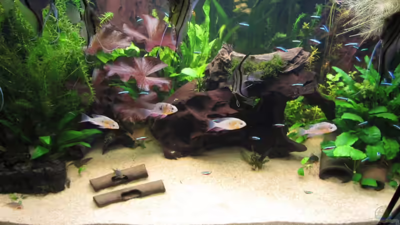 polivianische Schmetterlingbuntbarsche von Sabrina Plankensteiner (52)