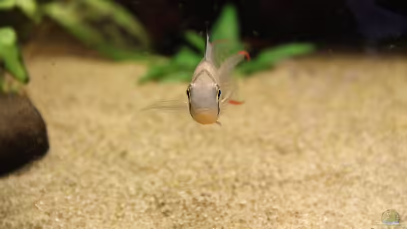 polivianischer Schmetterlingbuntbarsch von Sabrina Plankensteiner (53)