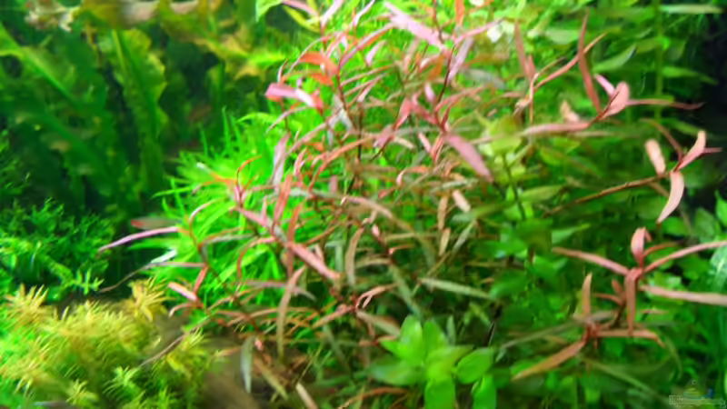 Polygonum sp. `Pink´ von Bungi (18)