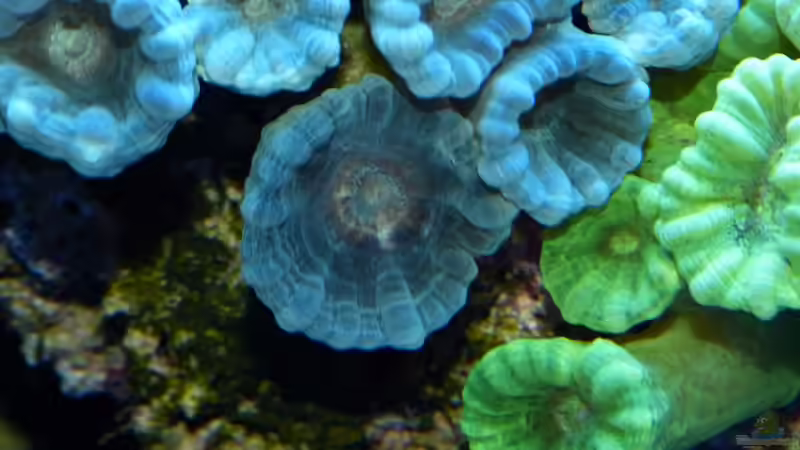 Polypen von Caulastrea von Leni13 (43)