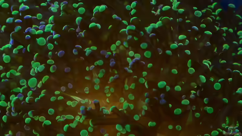 Polypen von Hammerkoralle von Leni13 (35)