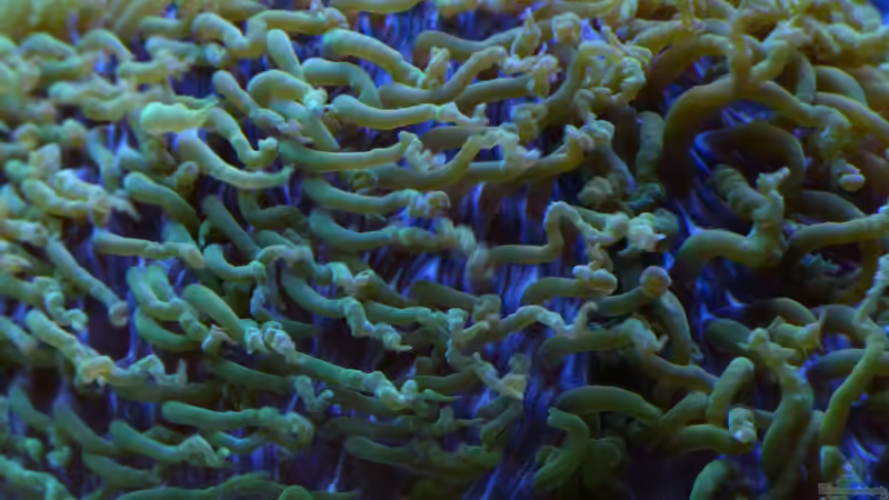 Polypen von Kniescheibenkoralle von Leni13 (13)