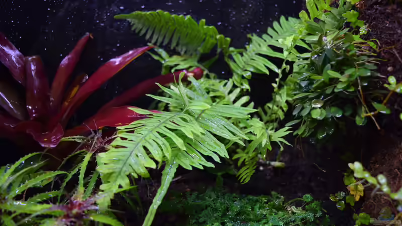 Polypodium formosanum von Junglist (20)