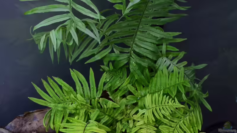 Polypodium formosanum von Junglist (23)