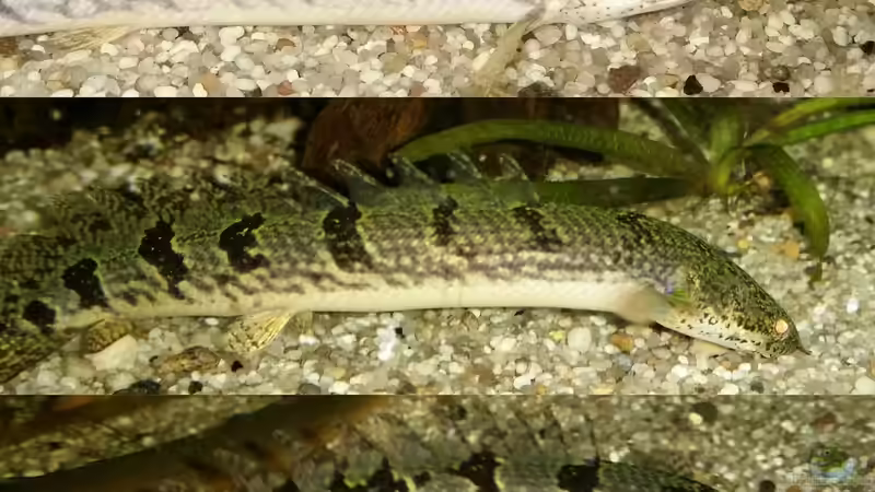 Polypterus delhezi (Eine Art mit variablem Aussehen!) von David S. (9)