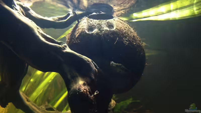 Polypterus endlicheri in einer Kokosnusshöhle direkt unter der Oberfläche von SML (16)