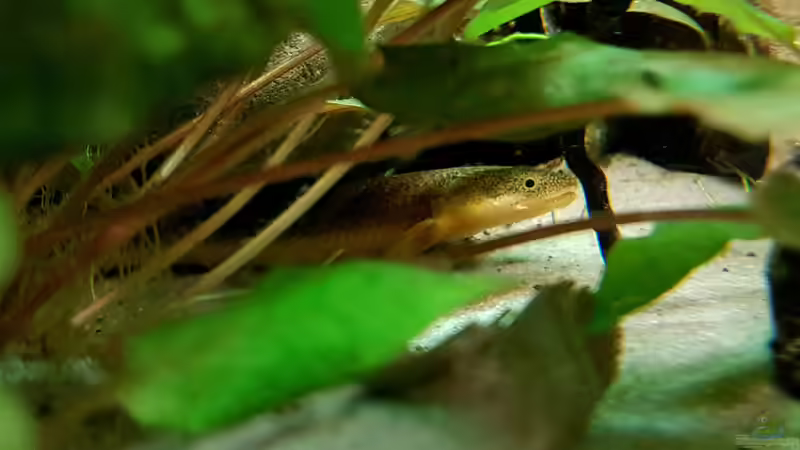 Polypterus palmas buettikoferi von Arne Wilkens (19)