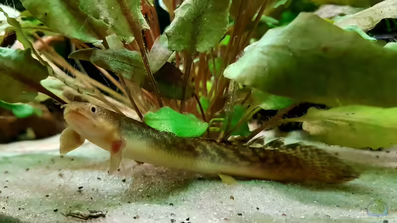 Polypterus palmas im Aquarium halten (Einrichtungsbeispiele für Polypterus palmas)