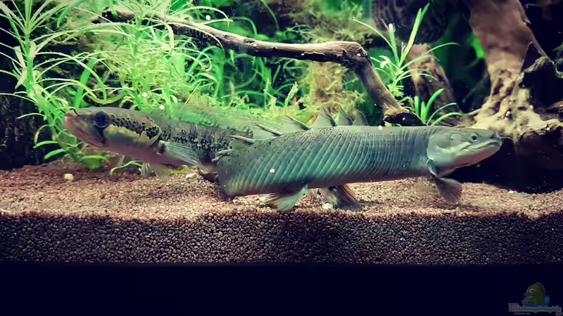 Polypterus Senegalus, Parachanna africana von Arne Wilkens (7)